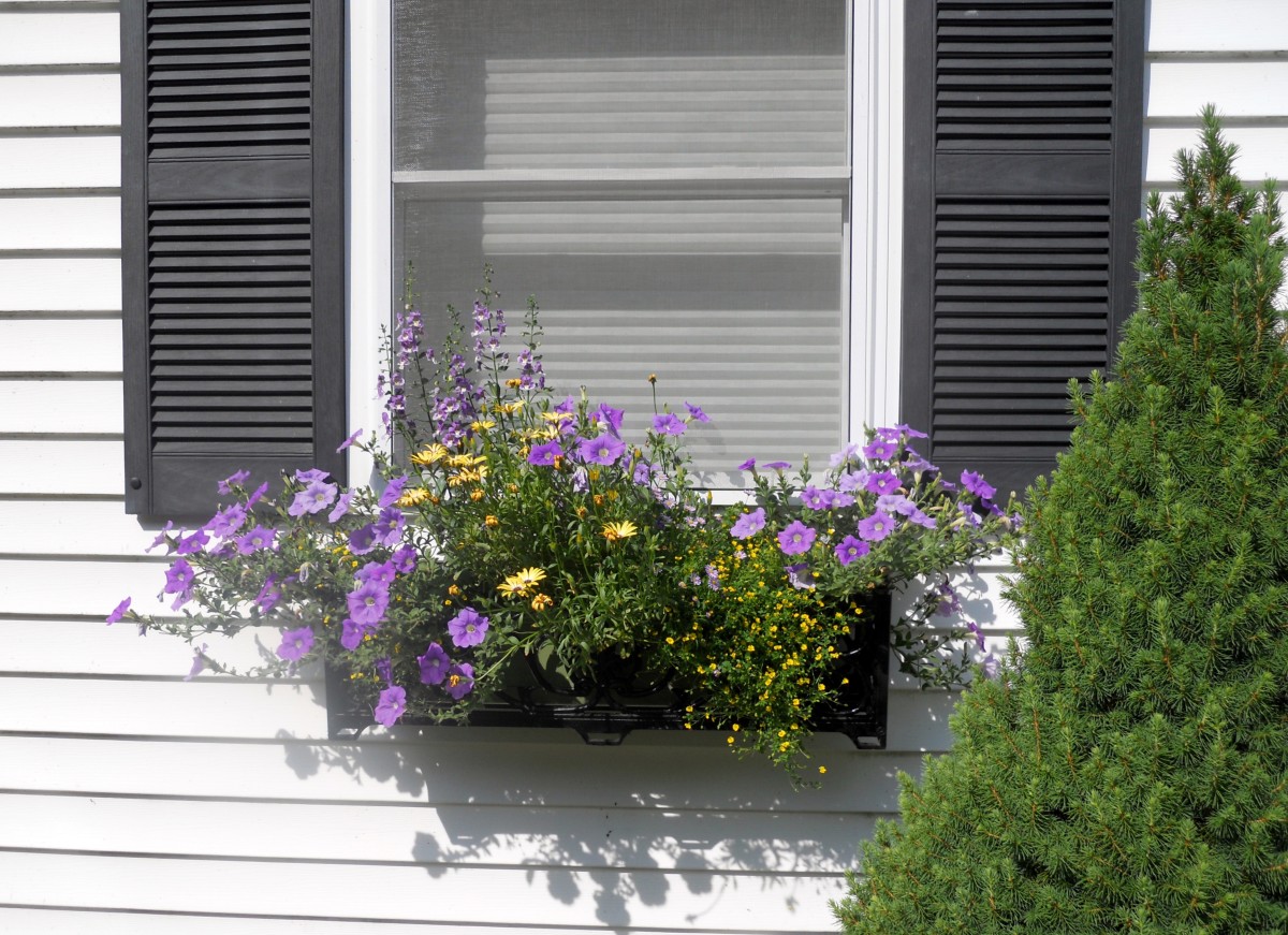 Best Flowers For A Super Sunny Window Box