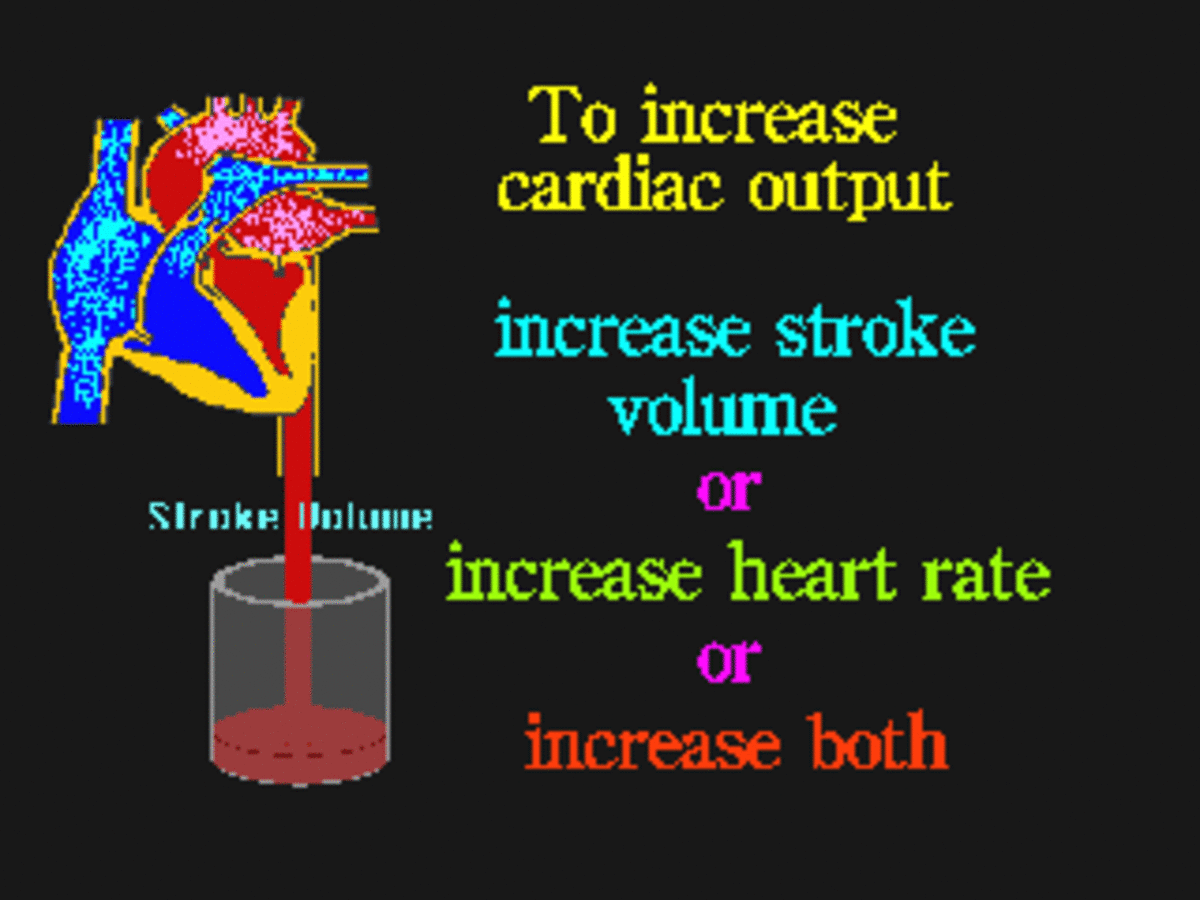 how-the-heart-works
