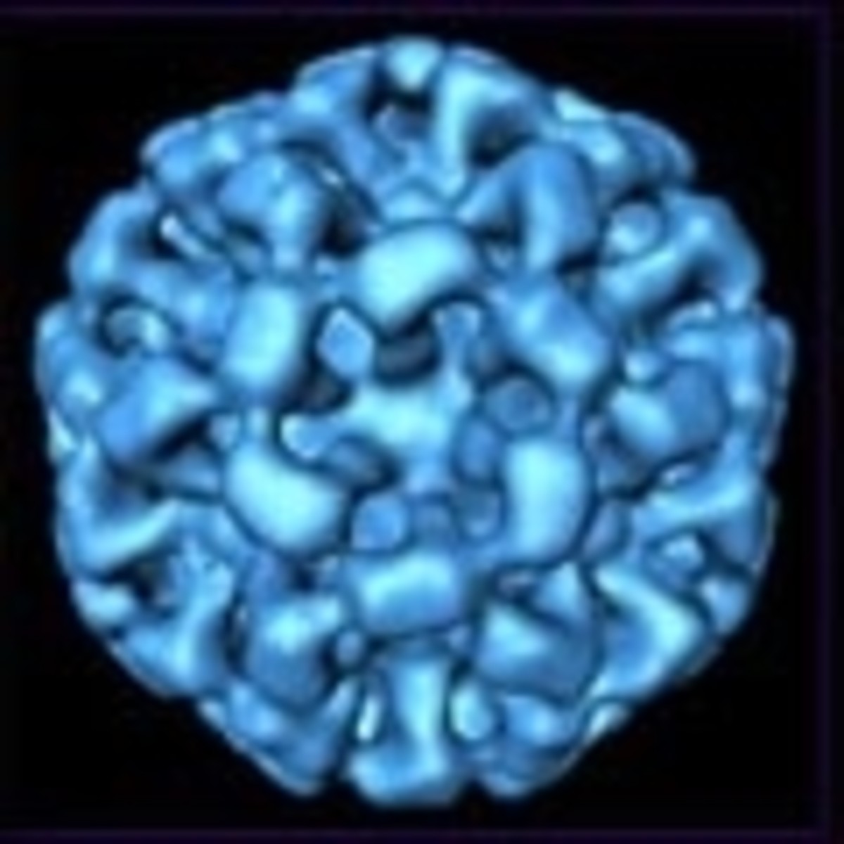 norovirus2