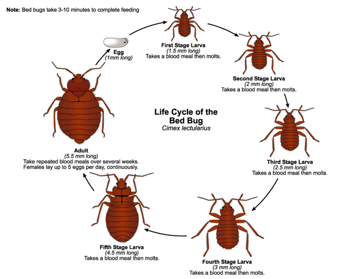 protect-yourself-by-knowing-how-to-kill-bed-bugs-naturally-at-home