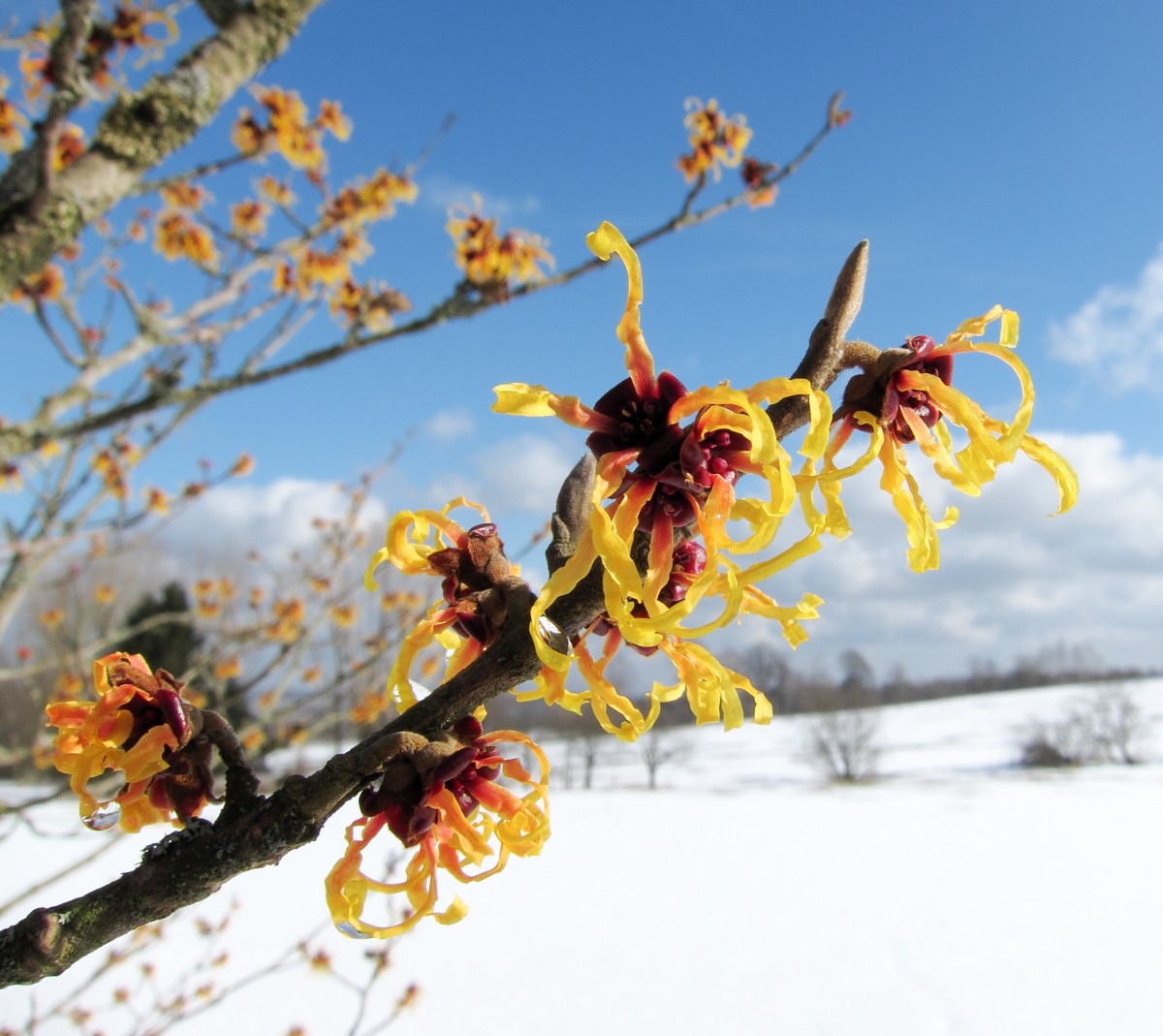 Witch Hazel Plants and Possible Help for Minor Skin Problems