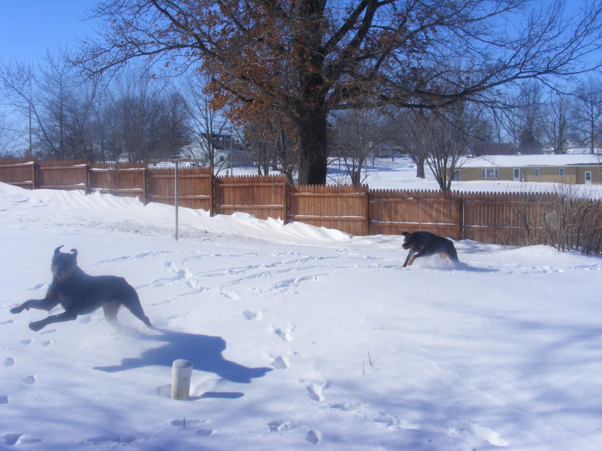 Understanding Dog Play Behaviors (Part One)