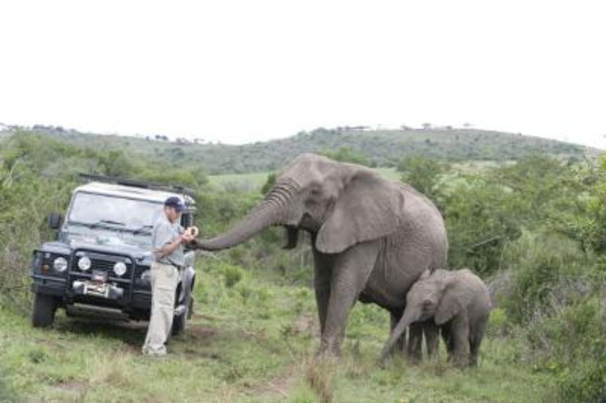 THE ELEPHANT WHISPERER The Incredible True Story Of Wild Elephants THE ELEPHANT WHISPERER The Incredible True Story Of Wild Elephants