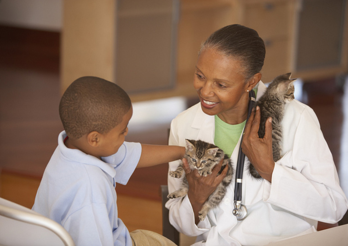 Be sure to visit your veterinarian if your cat exhibits kennel cough symptoms.