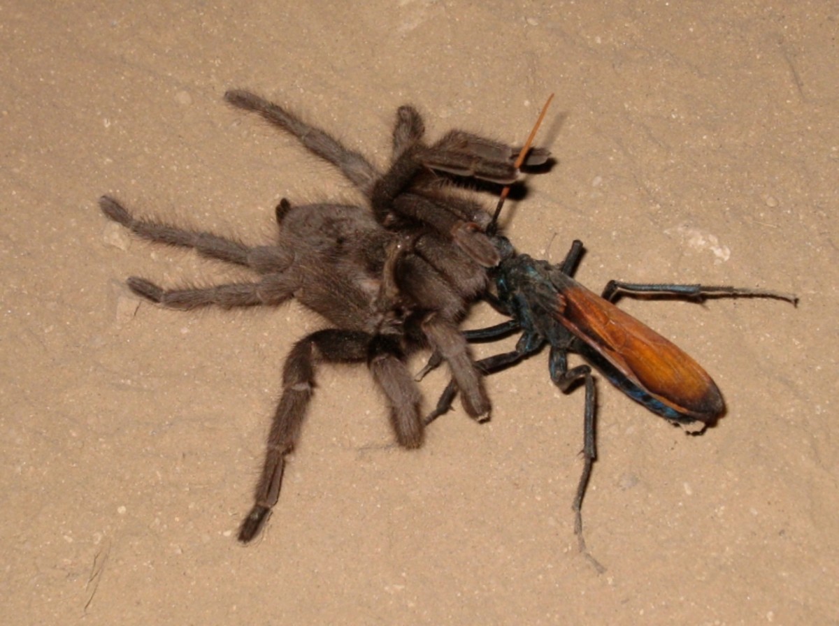 Image 1. A two-inch tarantula hawk wasp dragging an envenomed tarantula across the ground.