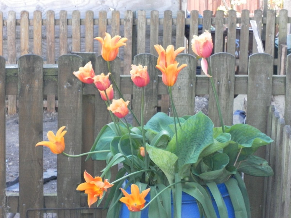 Tulips and hosta - permanent display