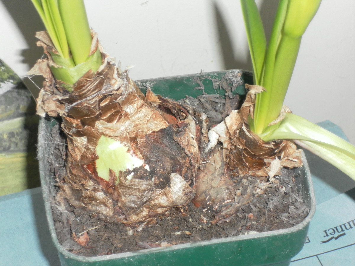Hippeastrum bulbs which need repotting