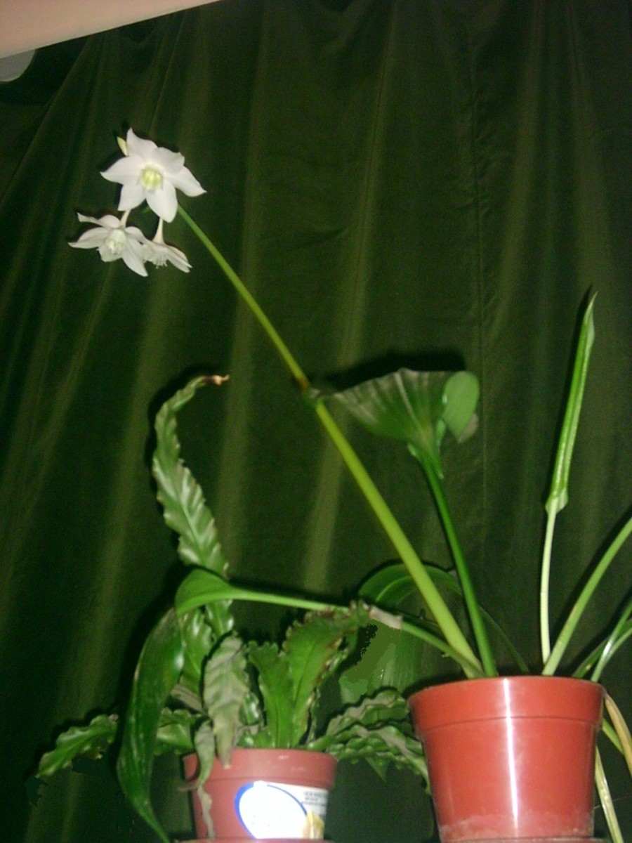 Amazon lily (Eucharis)