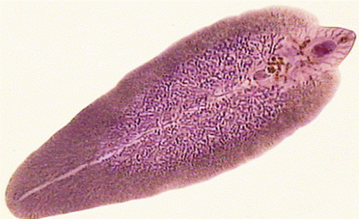 Classes of Platyhelminthes