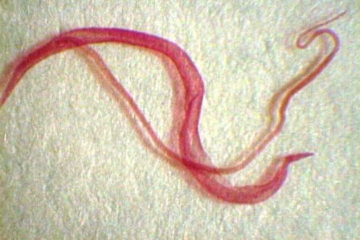 Blood Fluke: Schistosoma