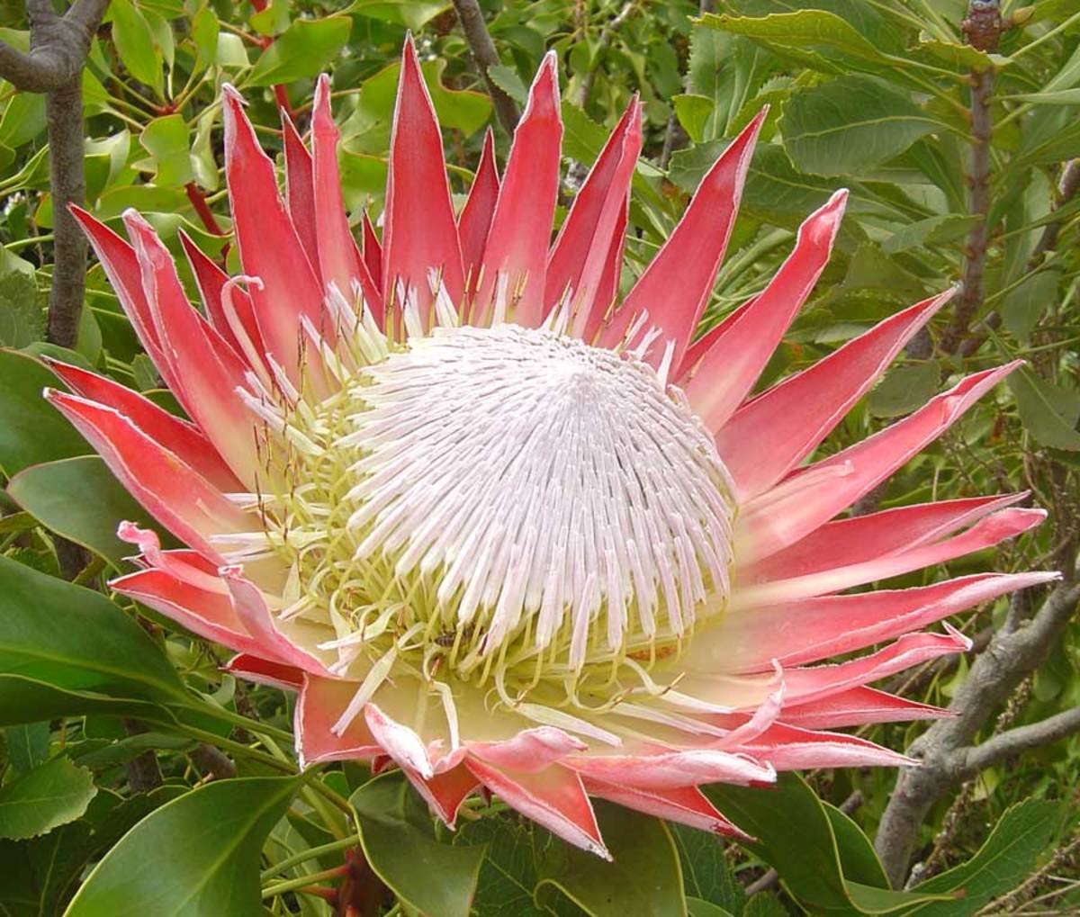 Red Protea Flower