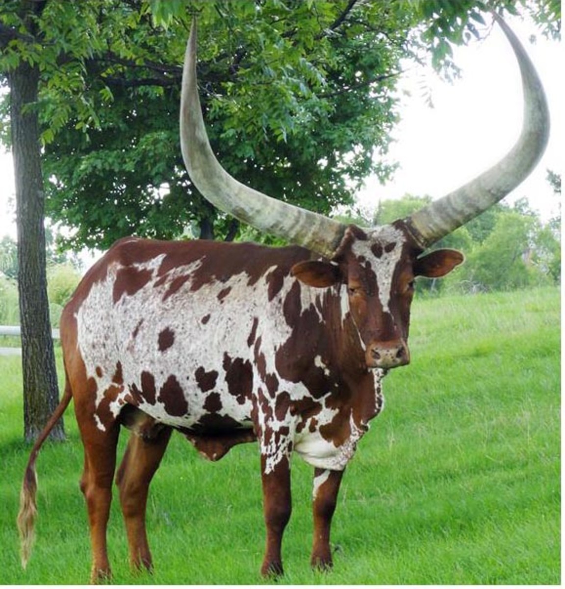 Ankole cow