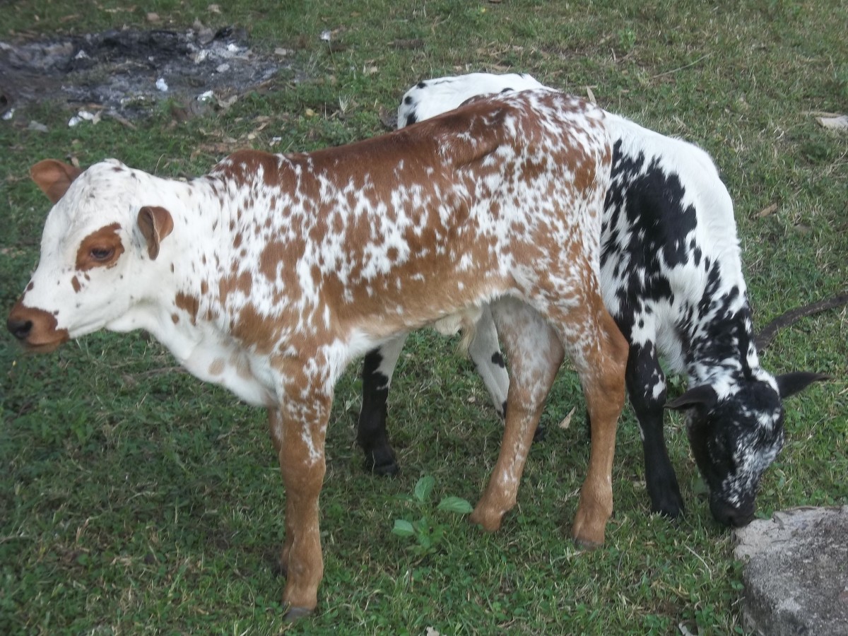 Cow milk is primarily for the calf, but humans have taken a liking to it. 