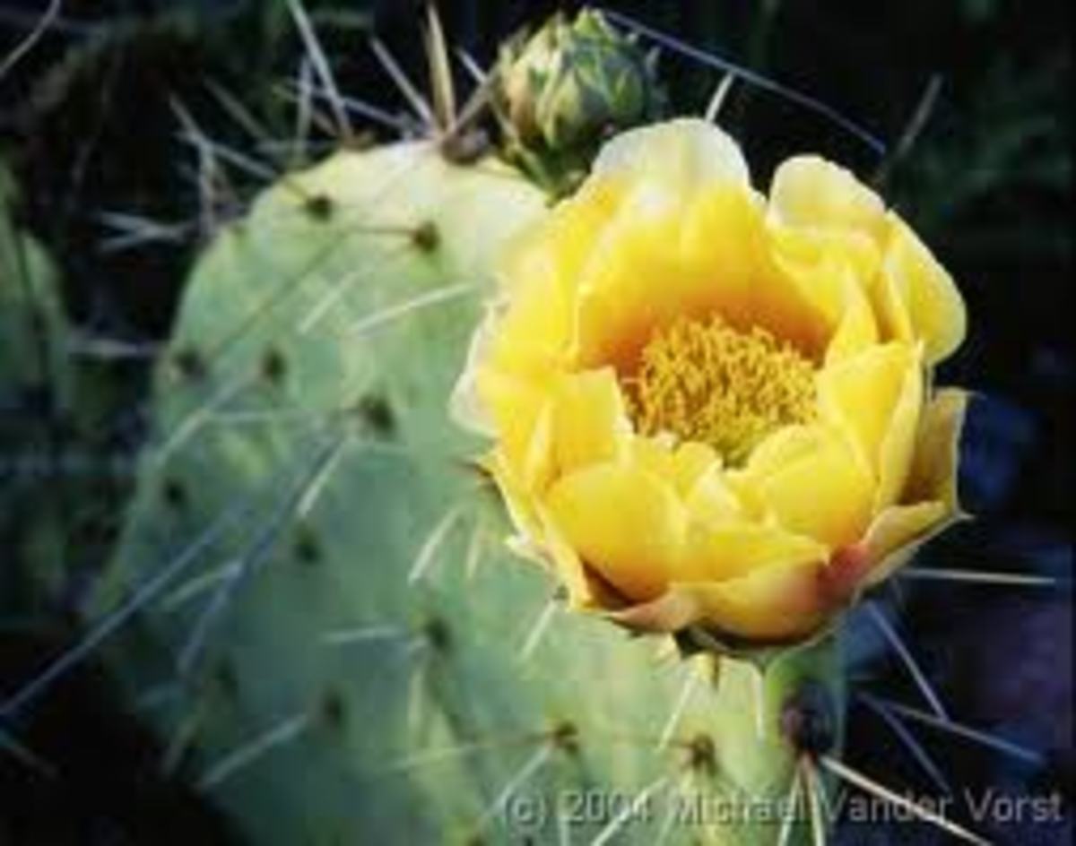 Cactus Flower, Poem Dedication to an Amazing Woman