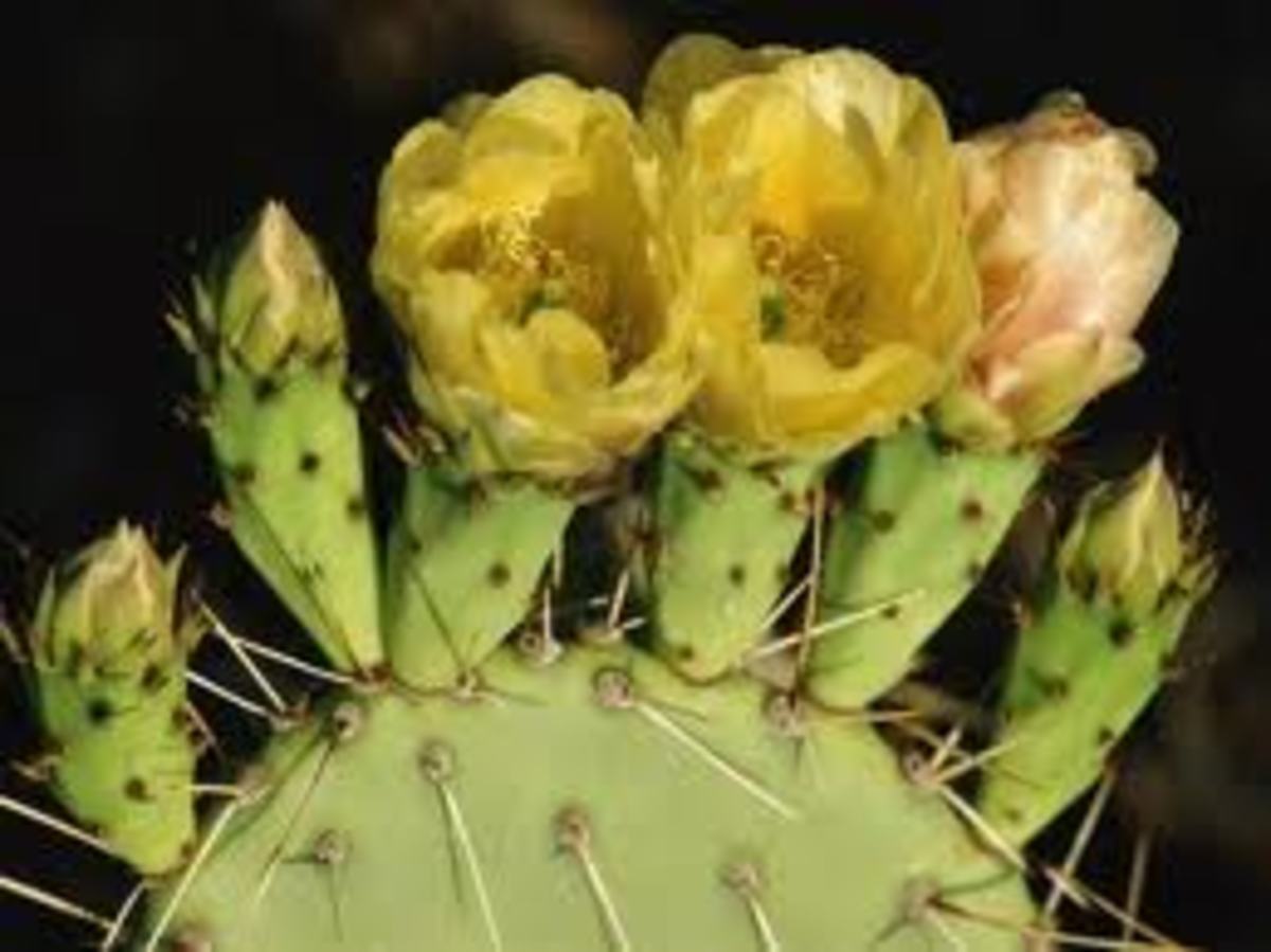 Cactus Flower, Poem Dedication to an Amazing Woman HubPages