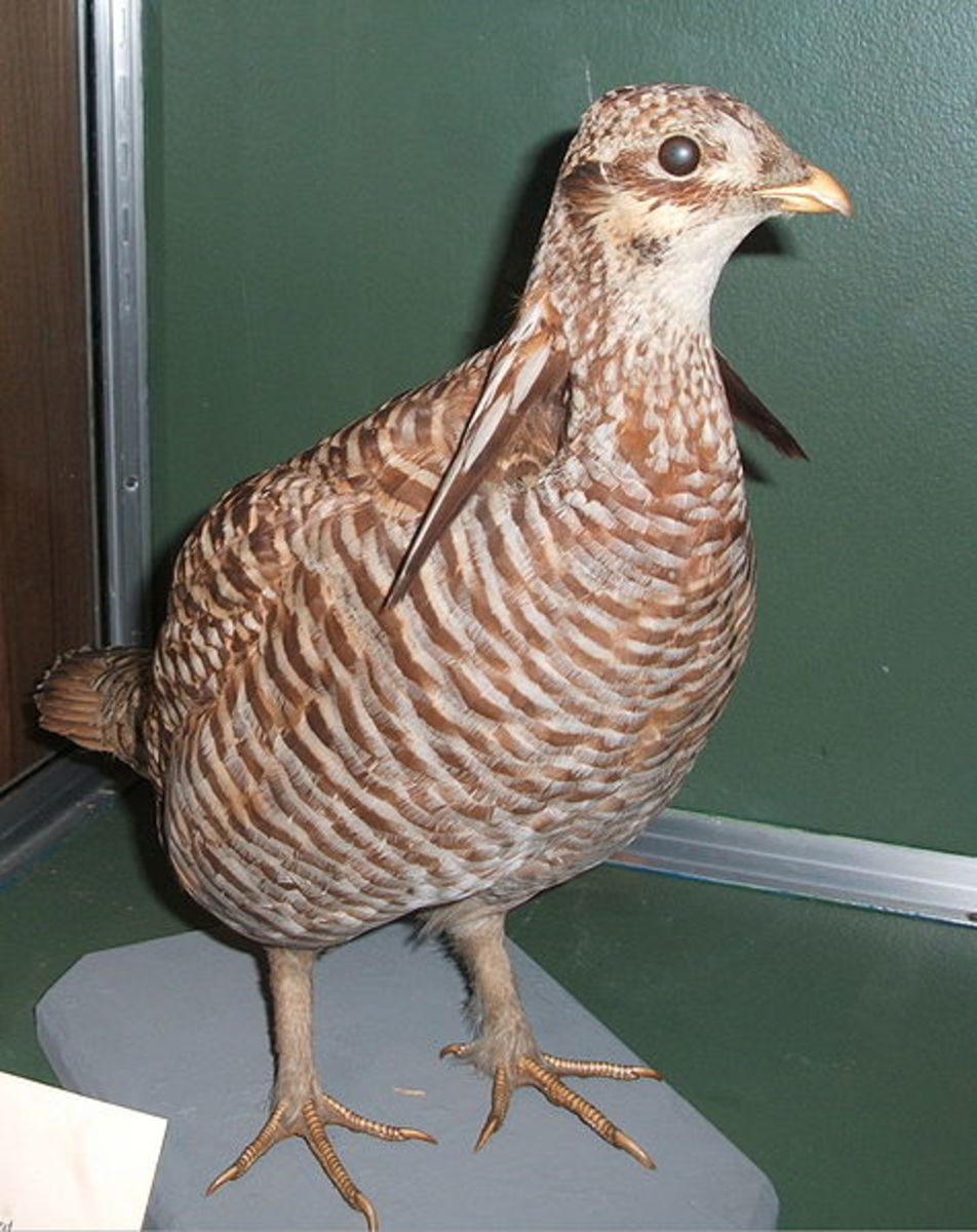 Heath hens were the subject to some of America's earliest conservation efforts and they may have bee successful if it wasn't for a string of serious bad luck. Heath hens went extinct by 1932.