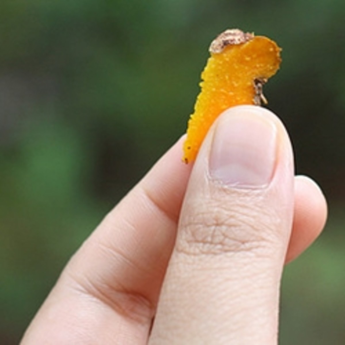 A piece of Turmeric tuber showing the vibrant orange color