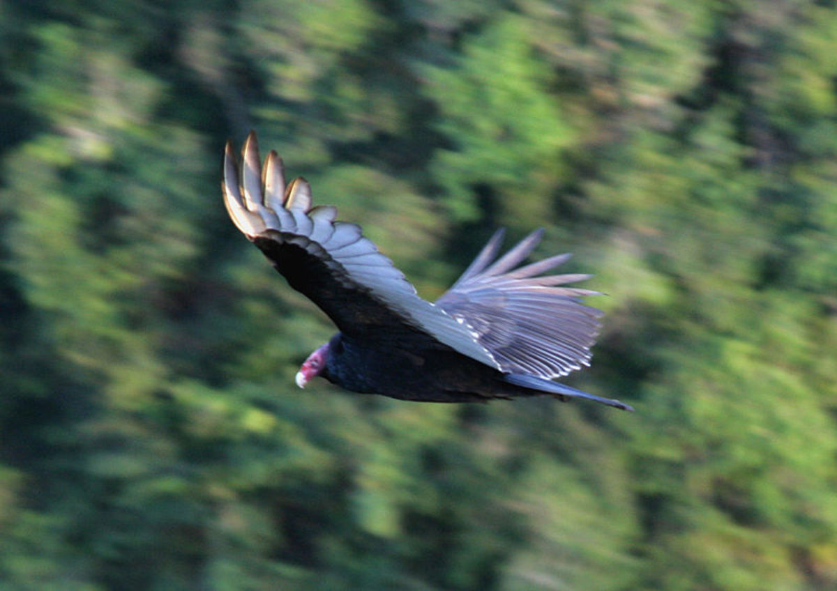 Turkey vultures are bulky on land but become graceful and efficient when coasting through the air. 