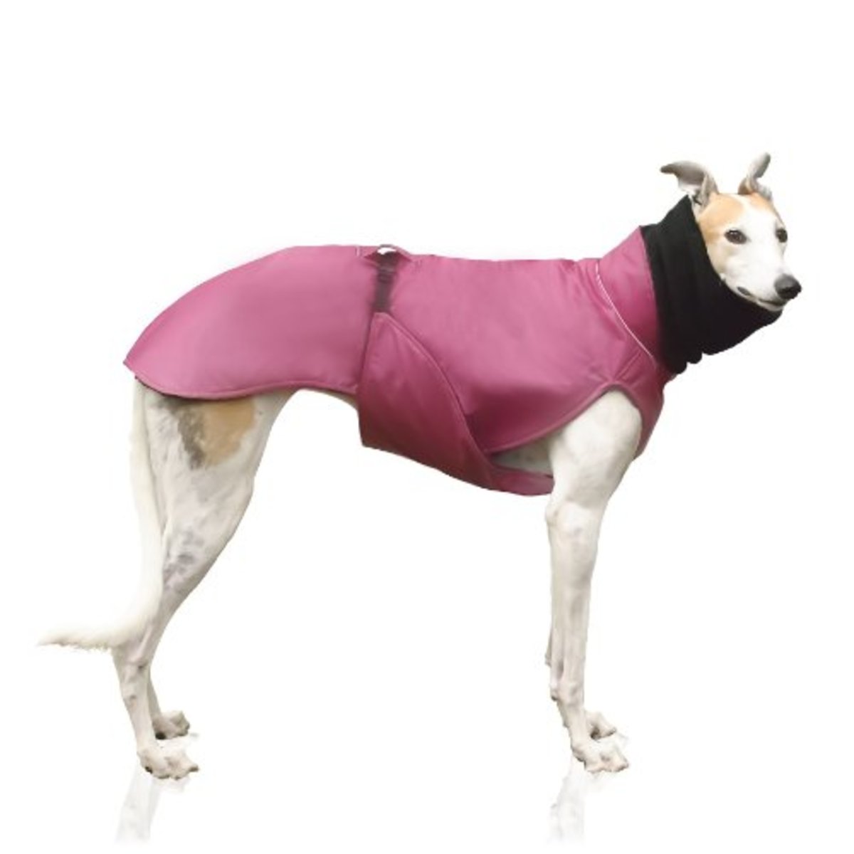 greyhound-coats