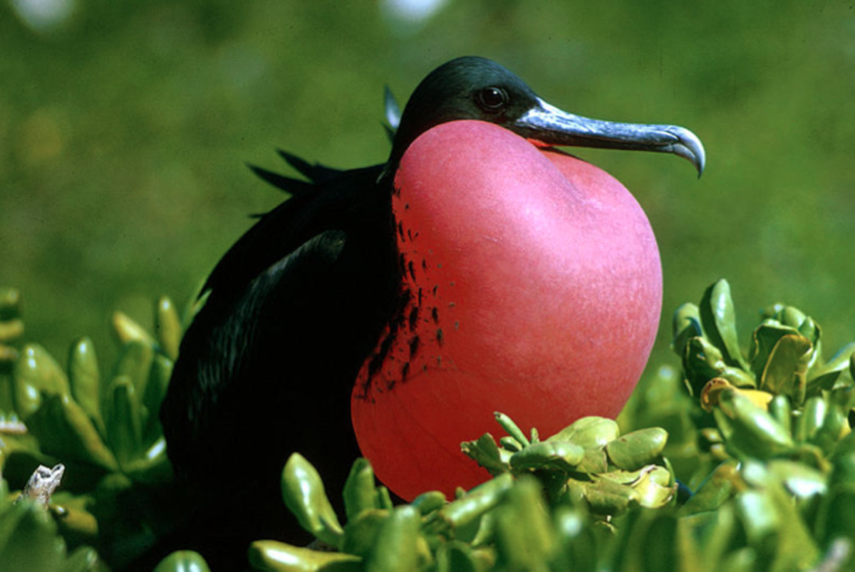 shore-birds-of-costa-rica