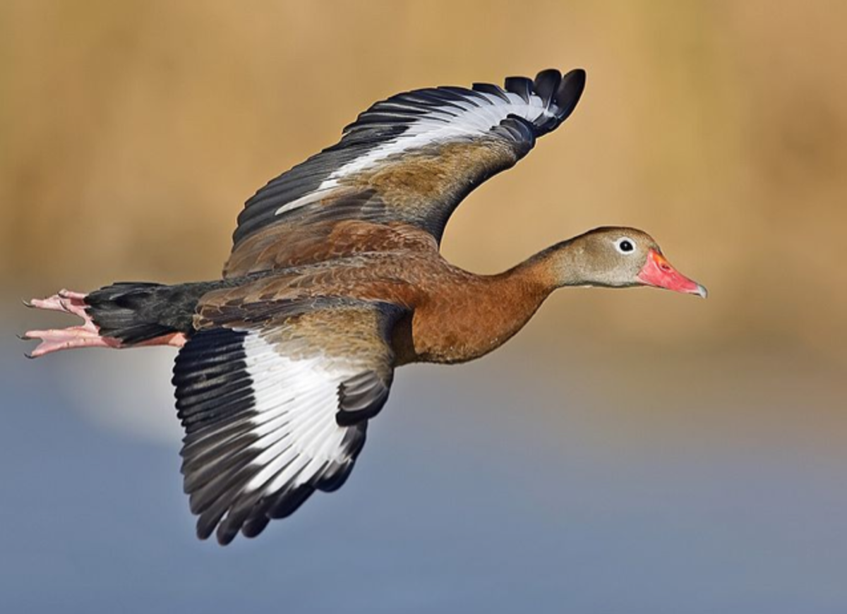 The northern black-bellied whistling duck in flight.  