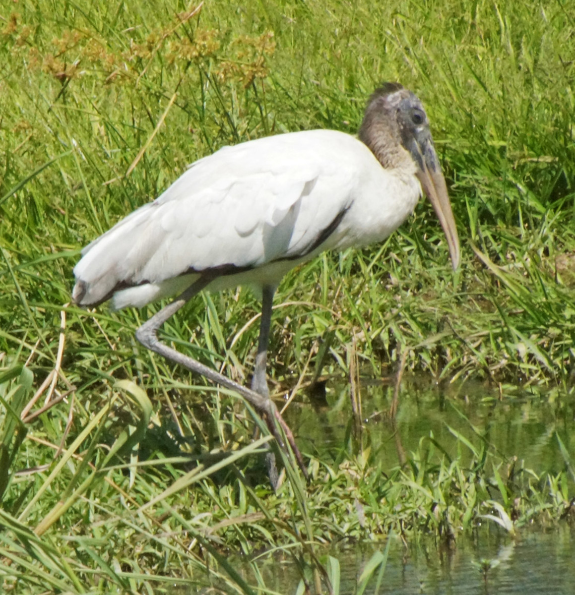 The Shore Birds of Costa Rica WanderWisdom