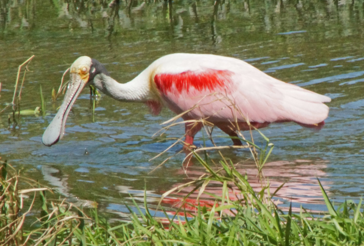 Shore Birds of Costa Rica HubPages
