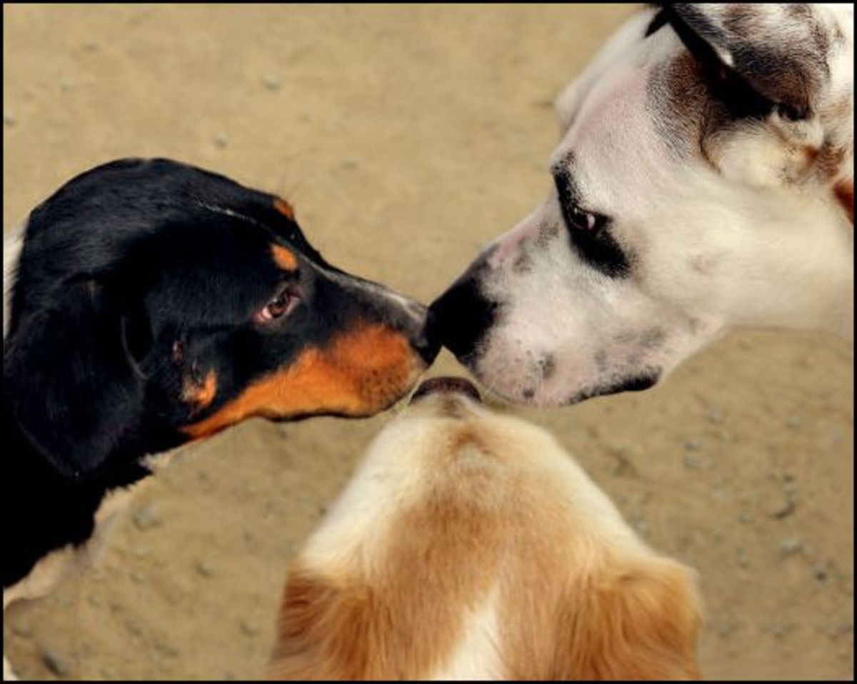 Understanding Dog Play Behaviors (Part Two)