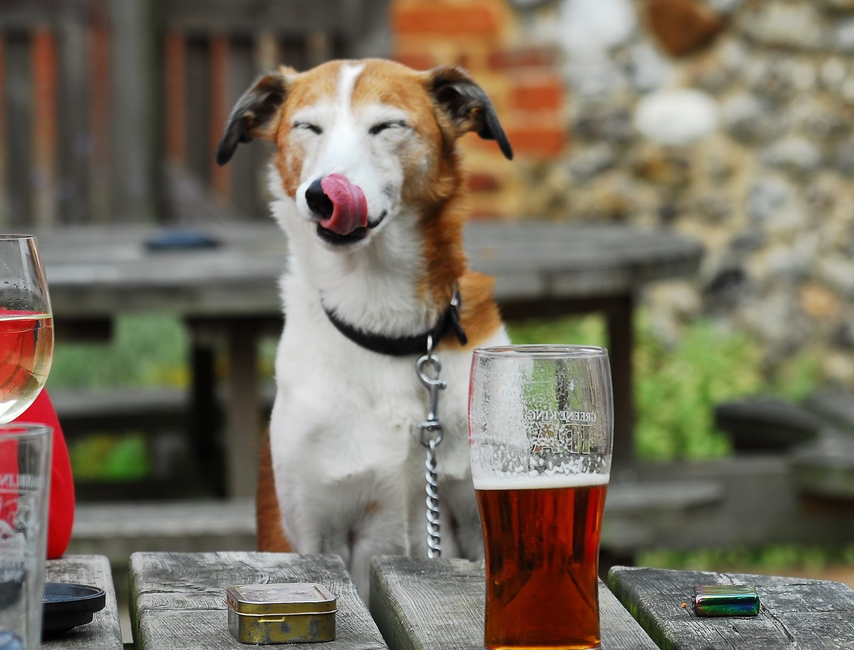 Seems this dog needs a stiff drink!