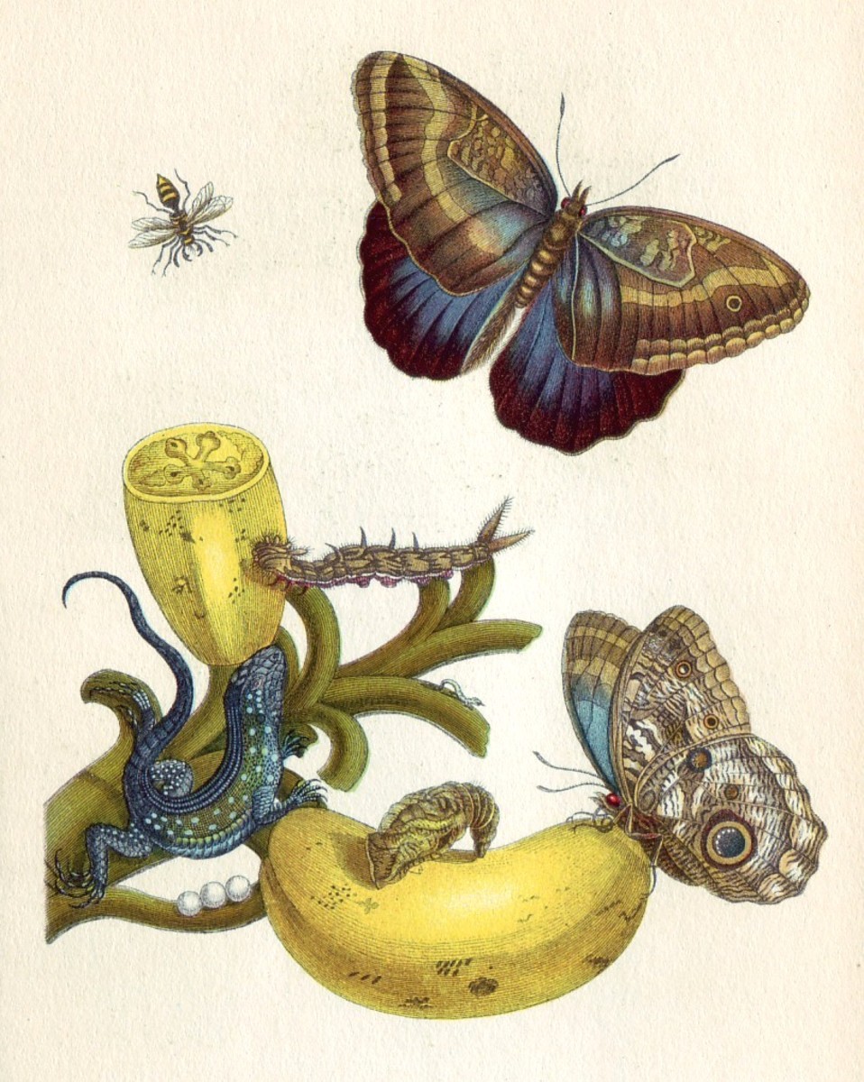 maria-sibylla-merian-the-lady-of-the-blue-butterflies