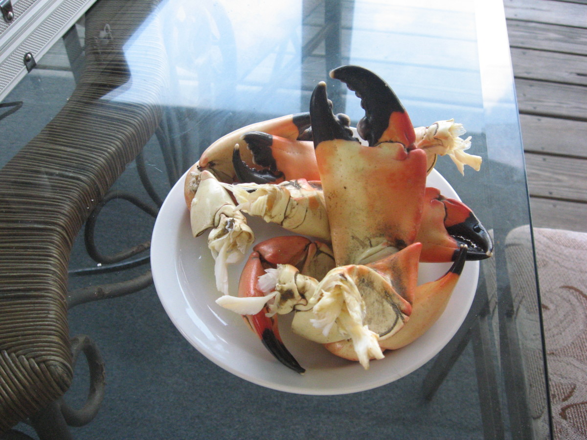 Sometimes we harvest and eat our own stone crab claws, too.