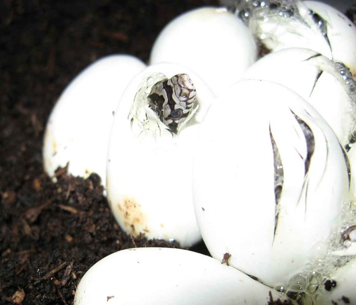 Most snakes lay eggs like other reptiles.