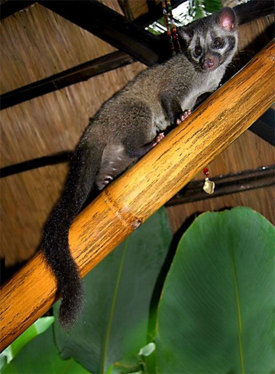 our-rescued-asian-palm-civet