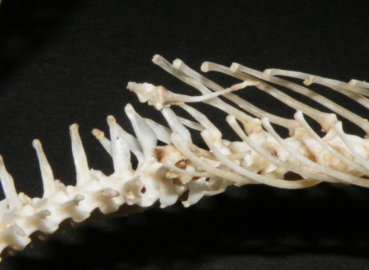 vestigial hindlimb bones in a python skeleton.