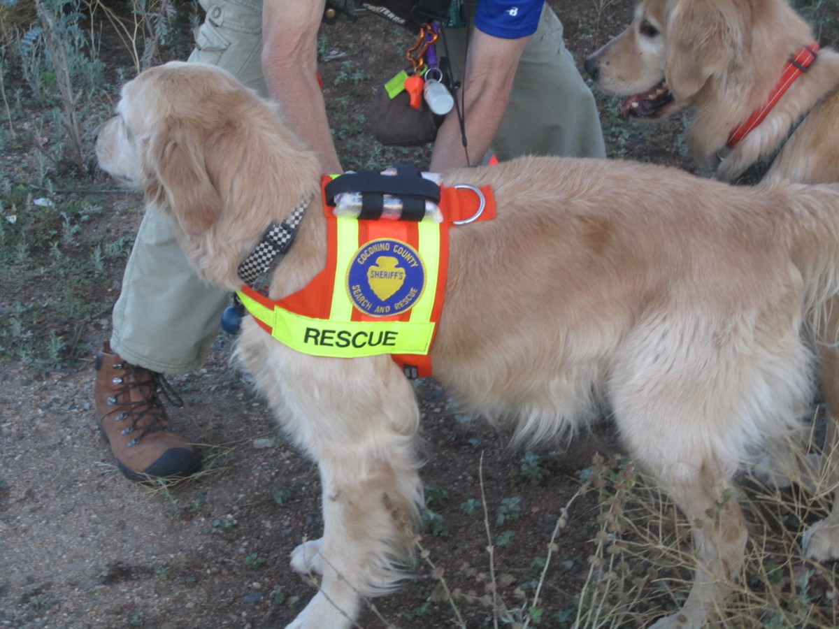 search-and-rescue-dog-backer