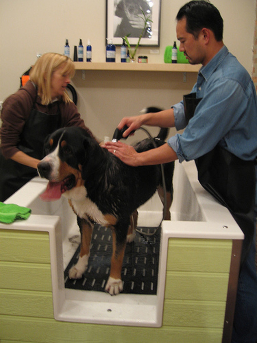 Another option is taking your big dog to a professional groomer.