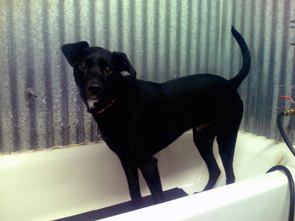 Select a spot to wash the dog. Bathtubs can be a great place to wash large dogs.