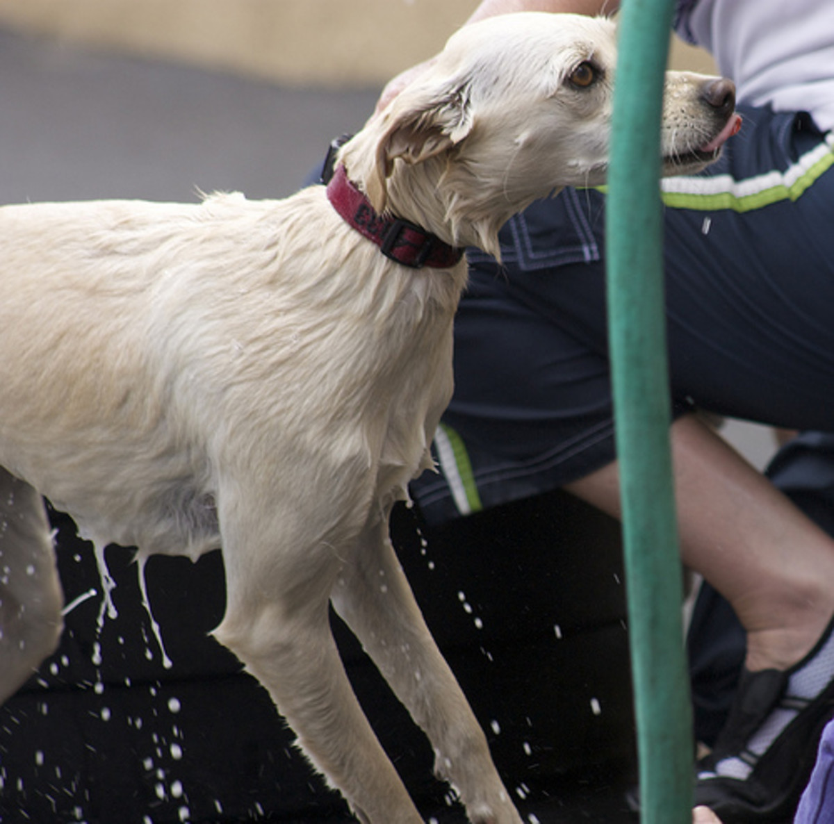Bathing a dog outside with a hose can be a good option in certain circumstances.