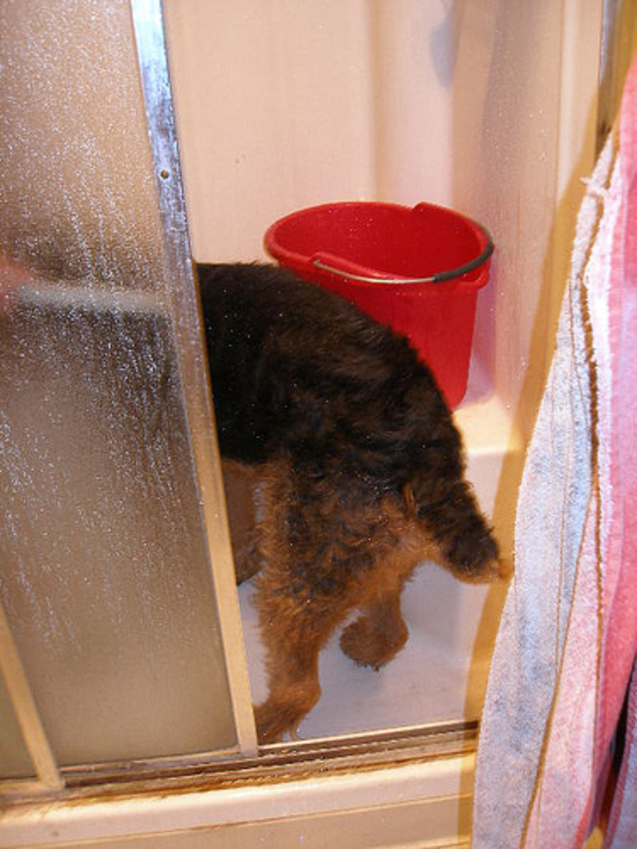 A shower stall can also be a safe place to wash a big dog.