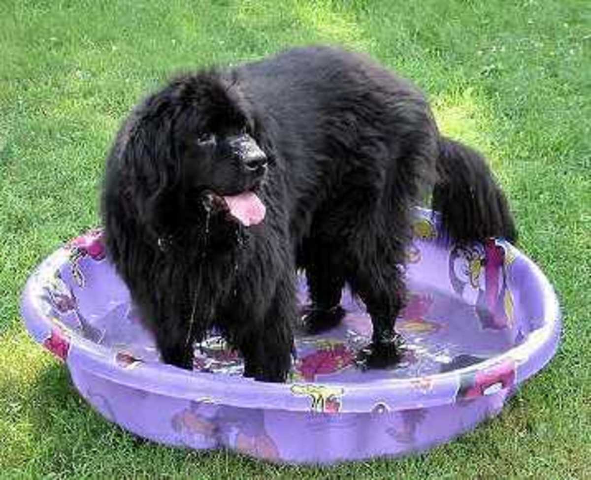A wading pool can be turned into a bathtub for a big dog.