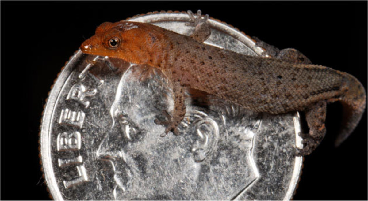 Sphaerodactylus ariasae is the world's smallest lizard, measuring a mere 18mm long. 