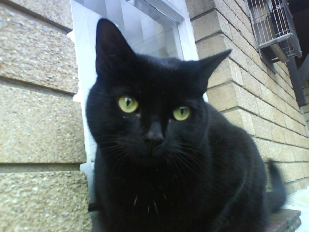 Тонкинская кошка черная