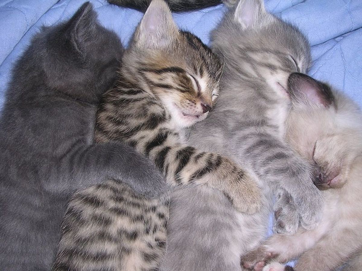 Kittens Spooning