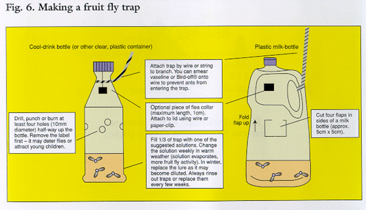 how-to-create-a-homemade-fly-trap