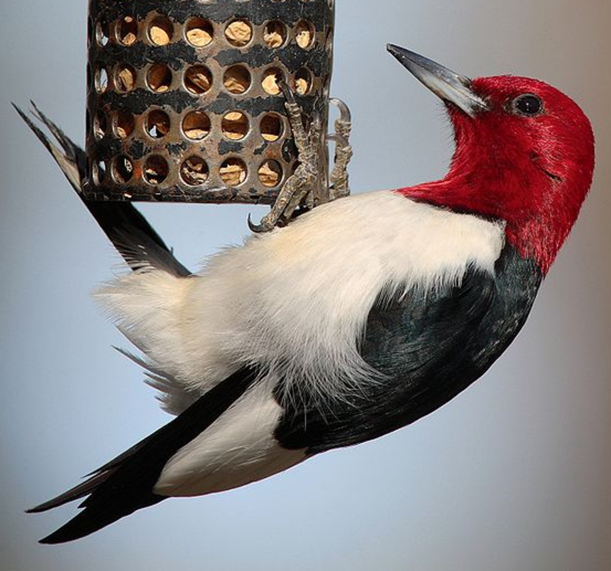 Red Headed Woodpeckers are often found around feeders munching on seed and suet. 