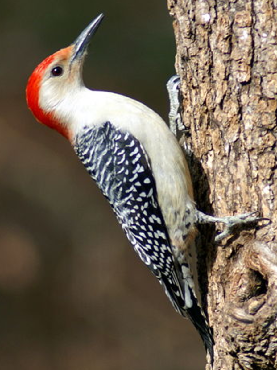 The Red Bellied Woodpecker has a brilliant red cap on top of its head, striking spots on its back and no red belly. 
