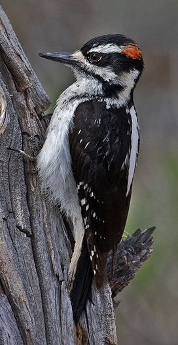 Hairy Woodpeckers have a shaggy appearance and a red spot on the back of their head. 