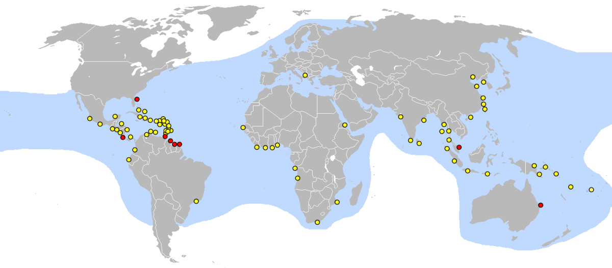 Leatherback Sea Turtle - A Critically Endangered Species - HubPages