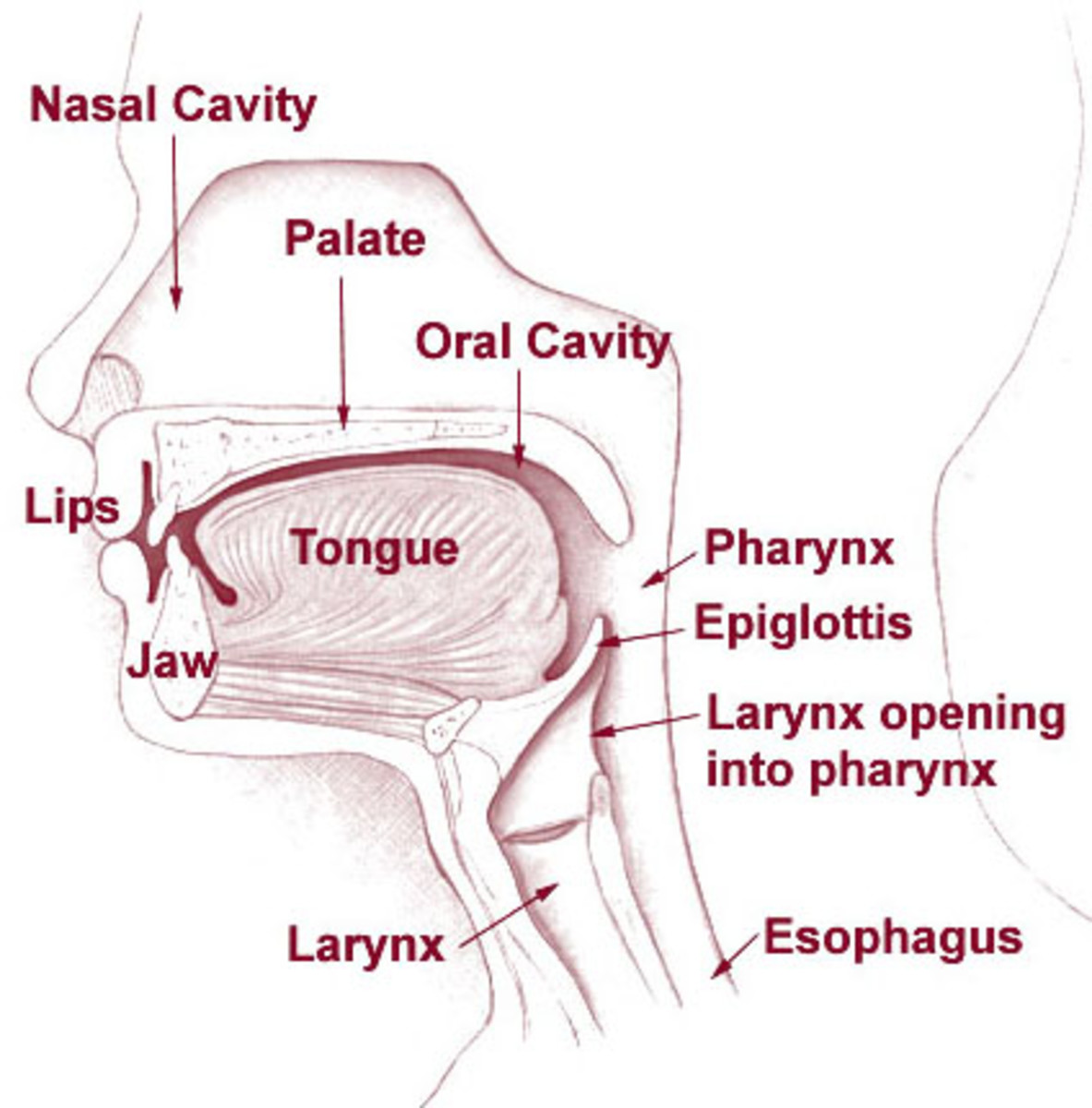 A diagram showing the human mouth and neck, with the low position of the larynx highlighted.