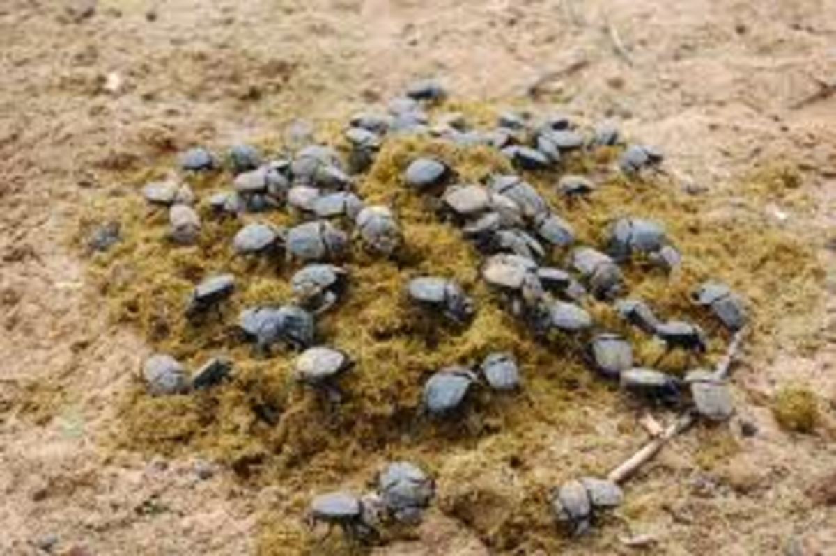 Dung beetles with genuine dung
